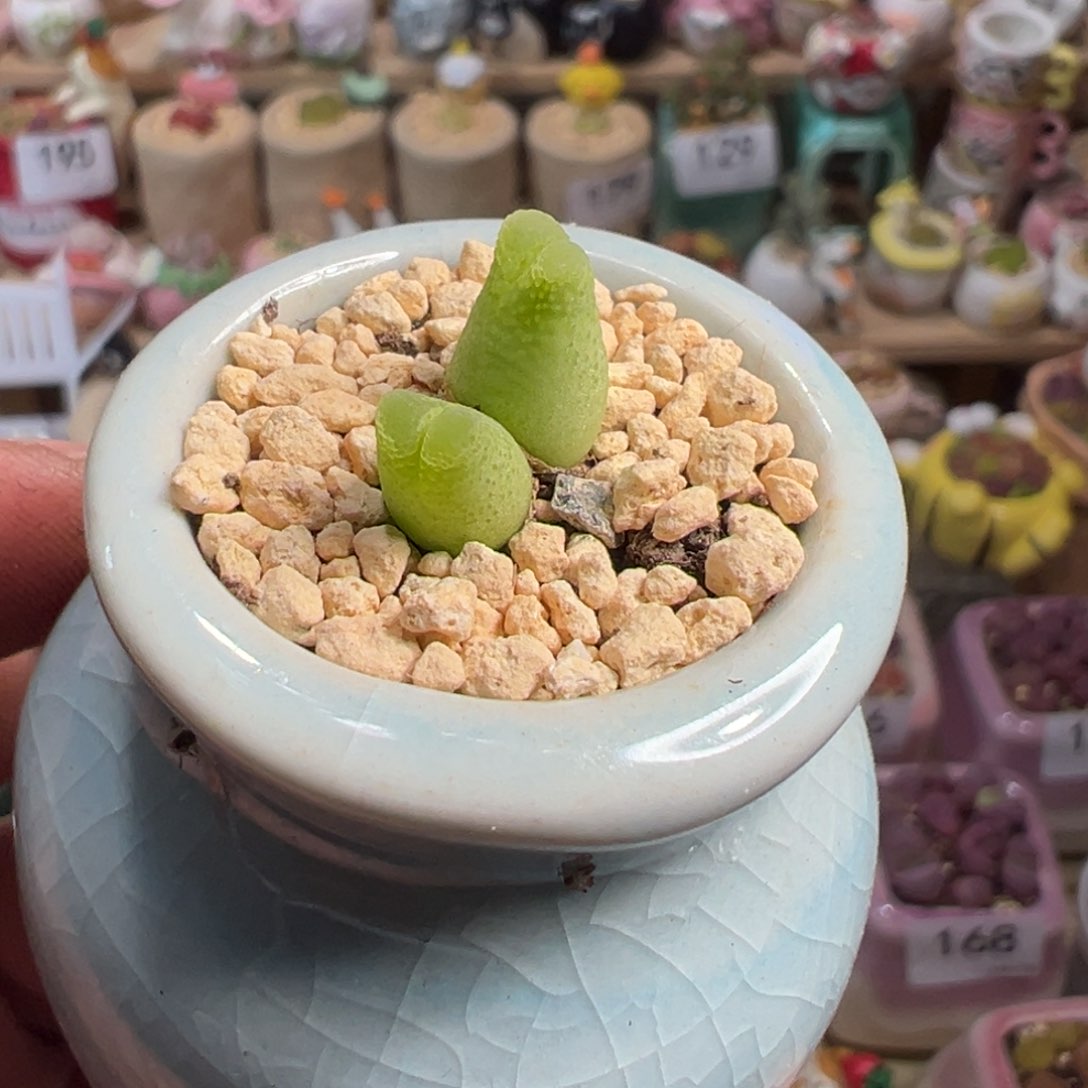 多肉植物实付9.9包邮211