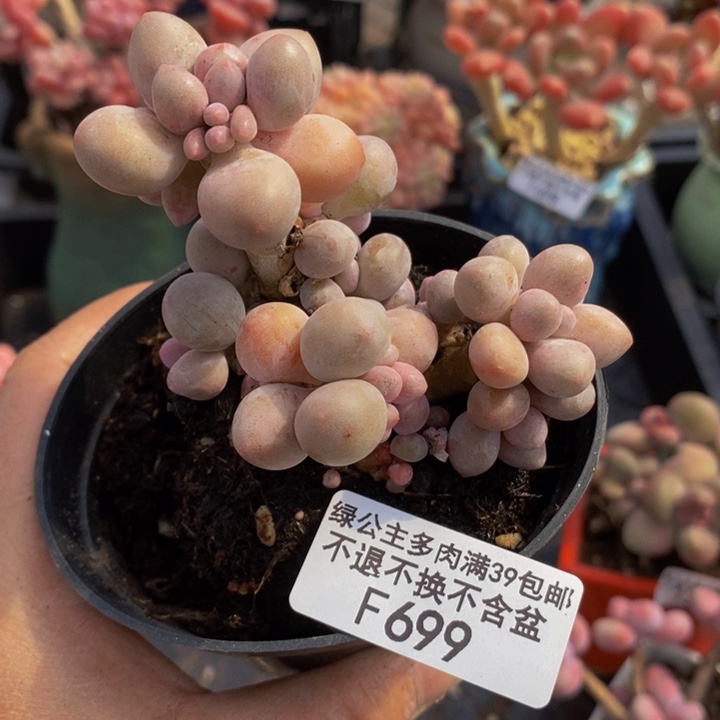 汤圆有砍7cm699多肉植物