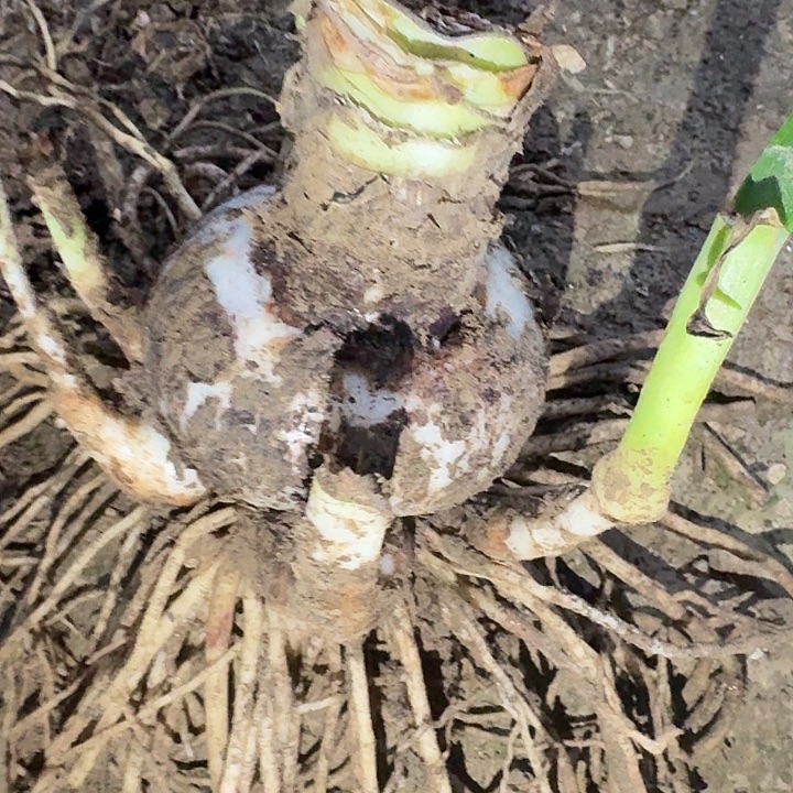 阿戴尔8厘米带5侧裸根一棵