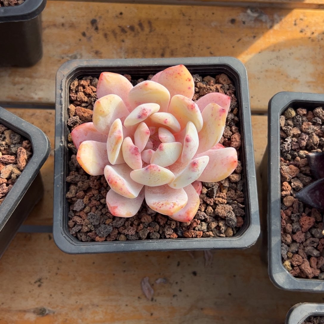 多肉单头橙子【非偏远地区满18包邮】