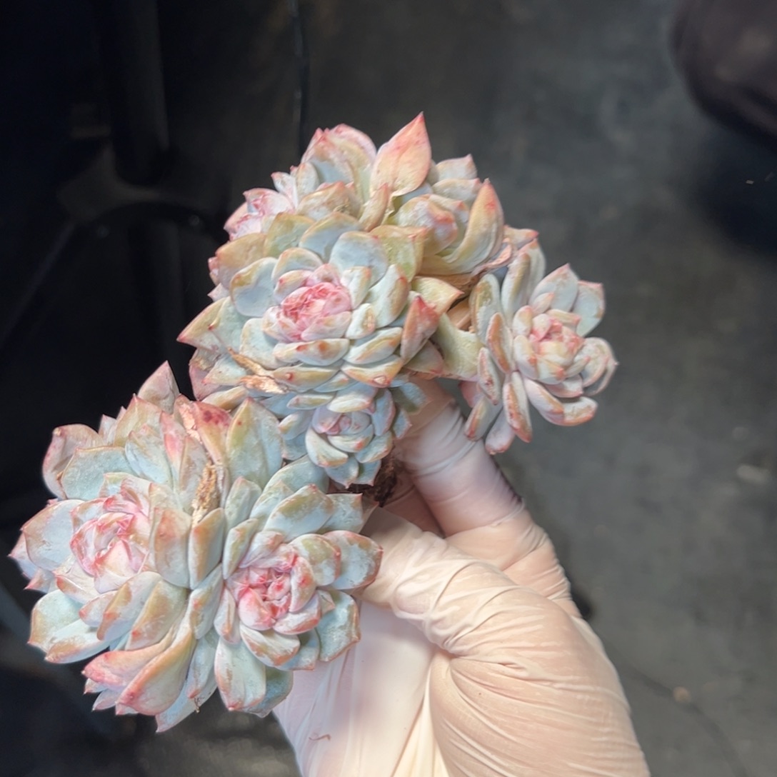 灯泡 新年快乐 新年快乐