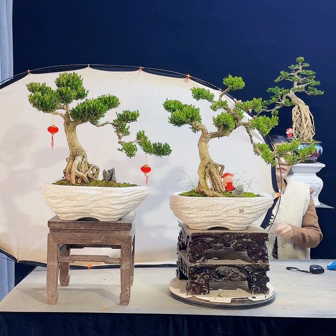 高端盆景艺术作品