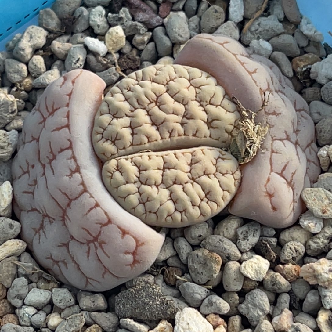 6910凹凸脑纹189一颗