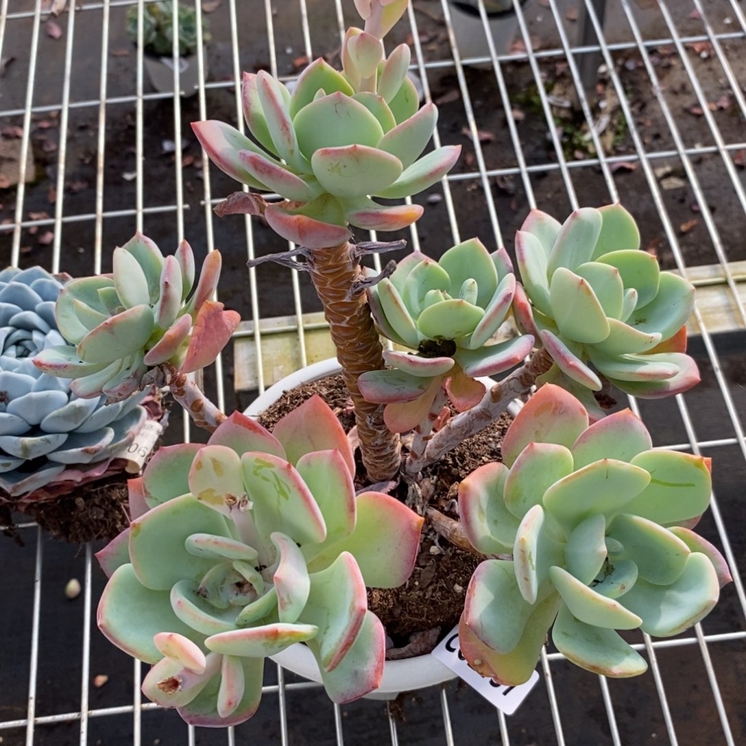 2137白月光一物一拍