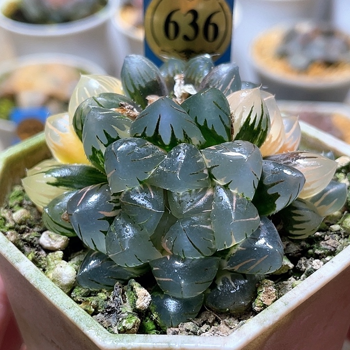 636三頭水中月錦特選福利