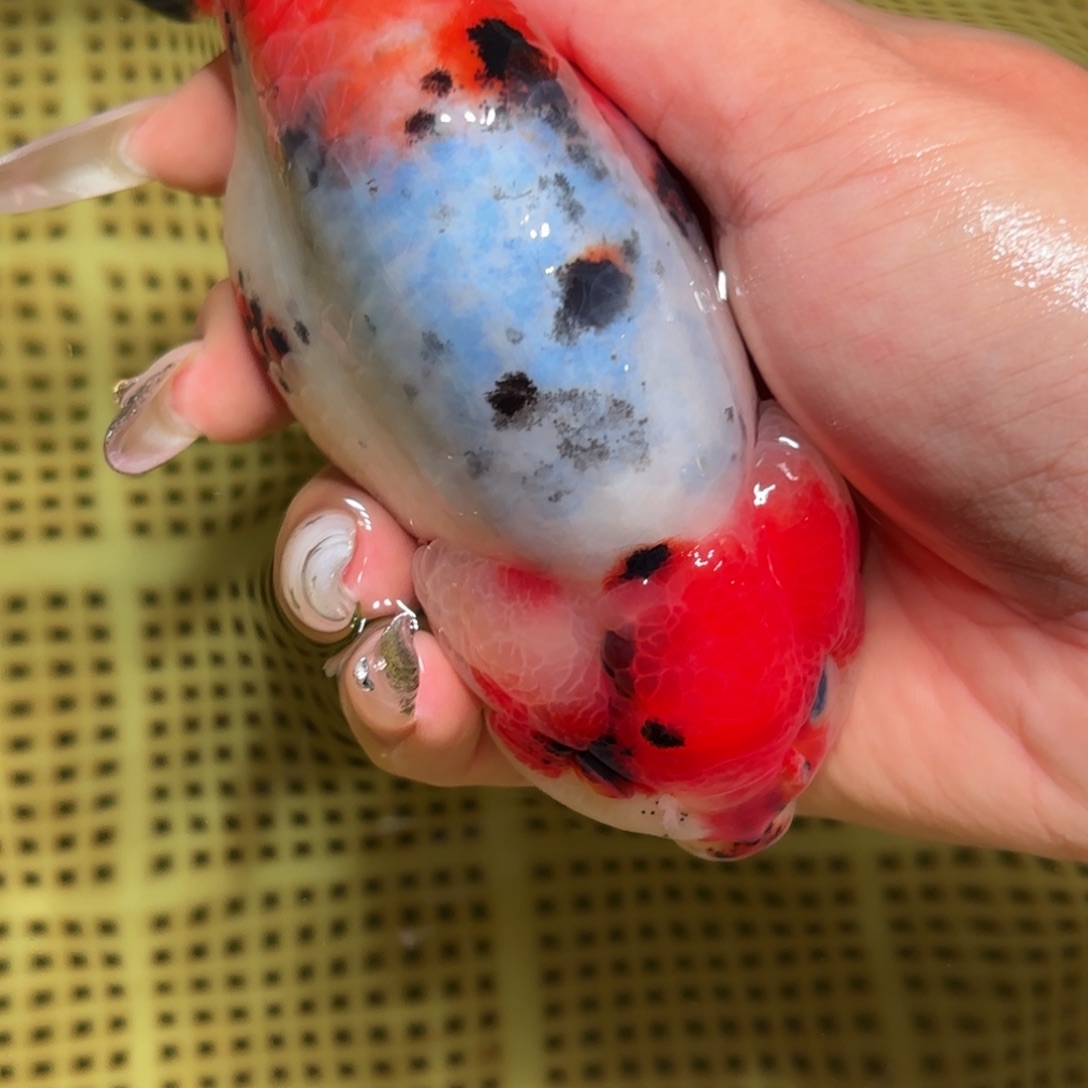 咖***条金鱼拍包装包邮，不拍包装运费到付