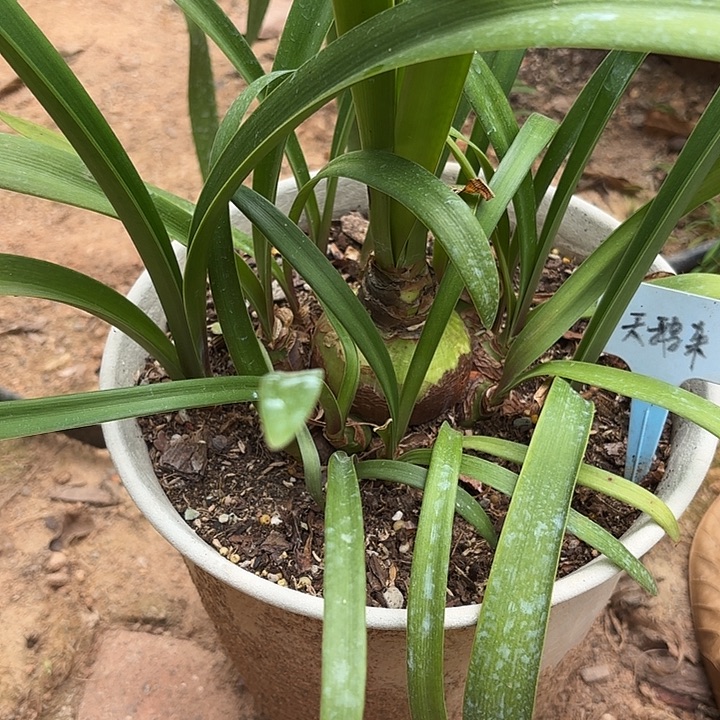 无花朵朱顶红黑天鹅杂不包花色