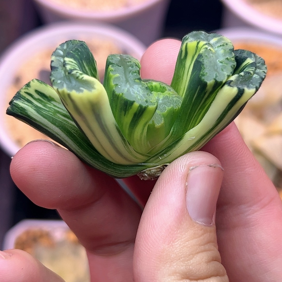 酒井锦十二卷多肉