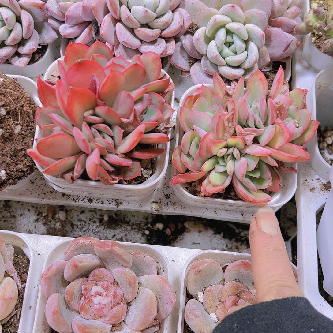 绮罗多肉植物19包邮