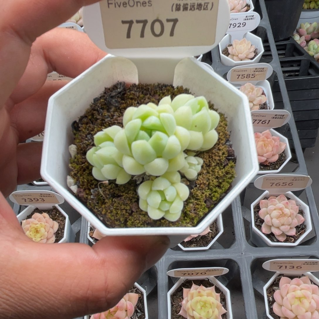7707白月光4.0厘米
