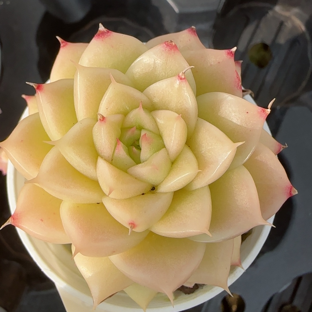 花语逸境0214-105