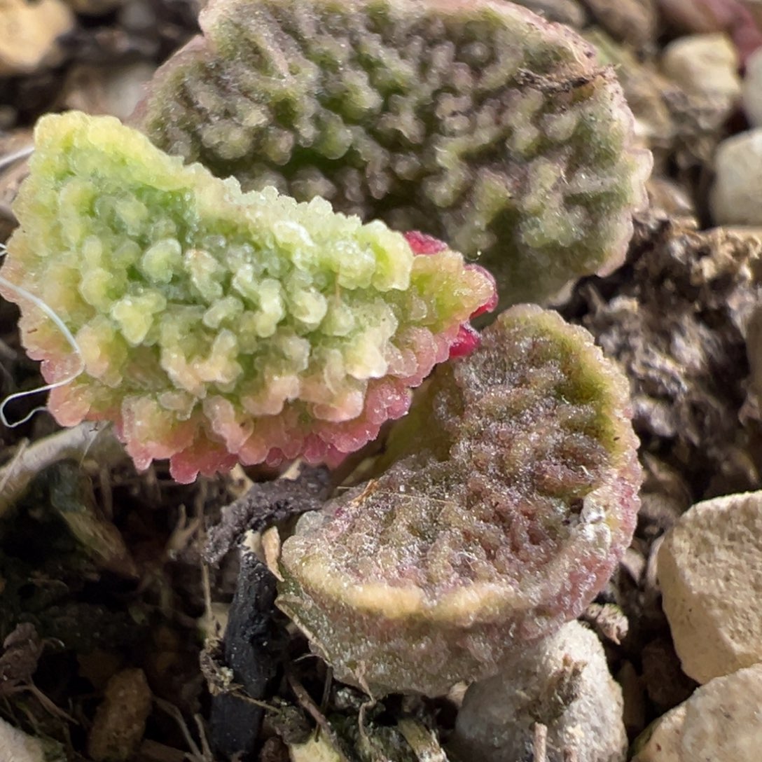 橘色腰子型实生新品多肉植物水泡