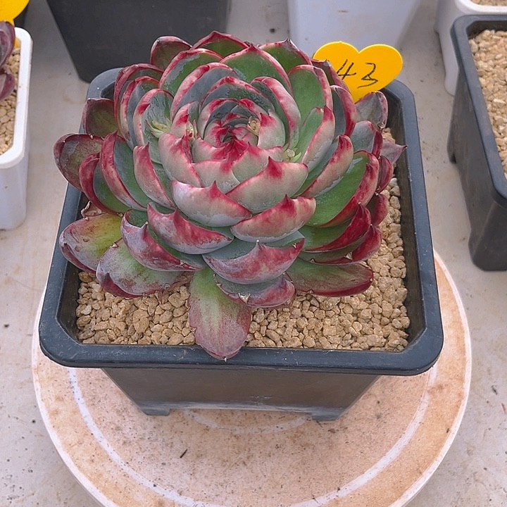 惊鸿仙子多肉植物43