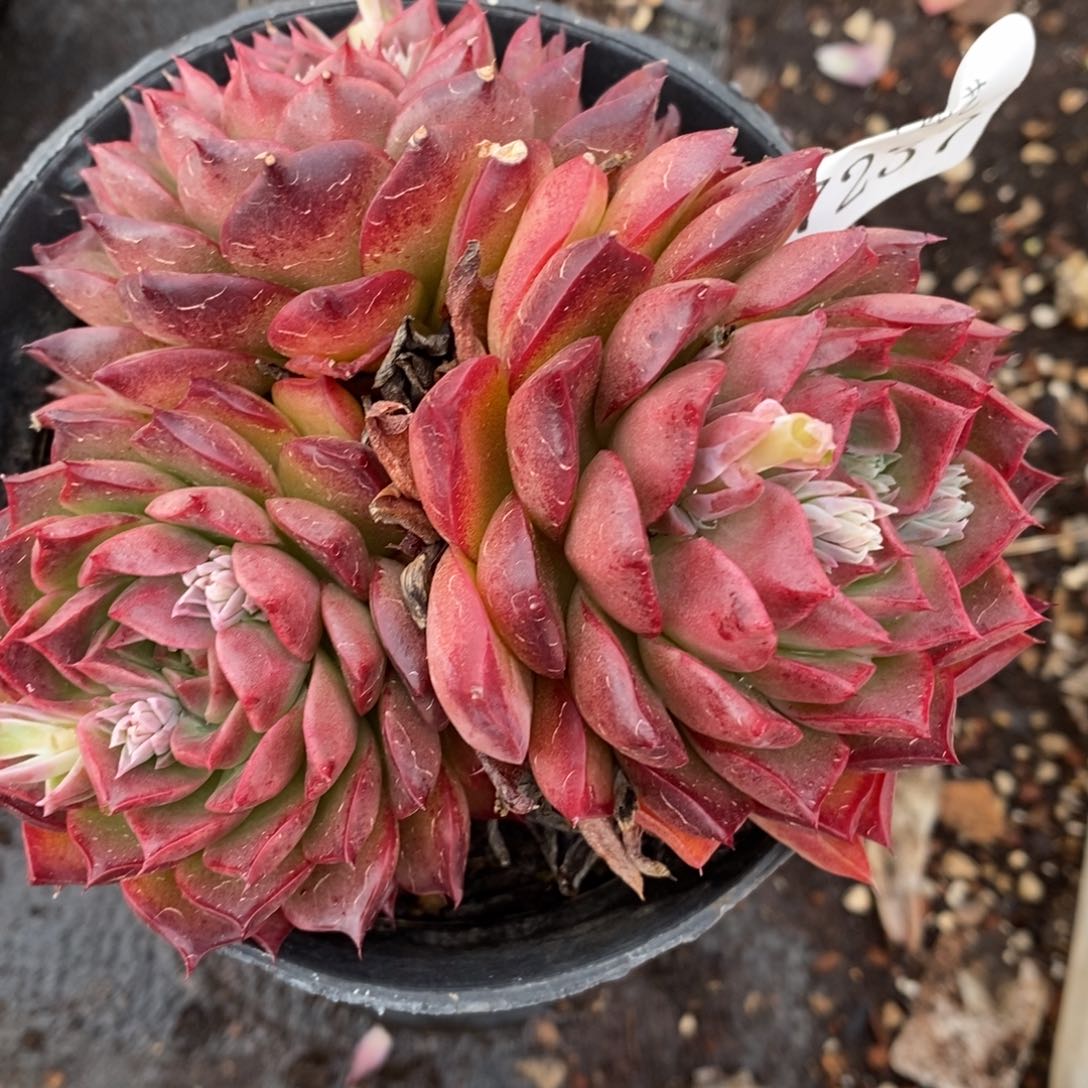 7237杂交多肉老桩