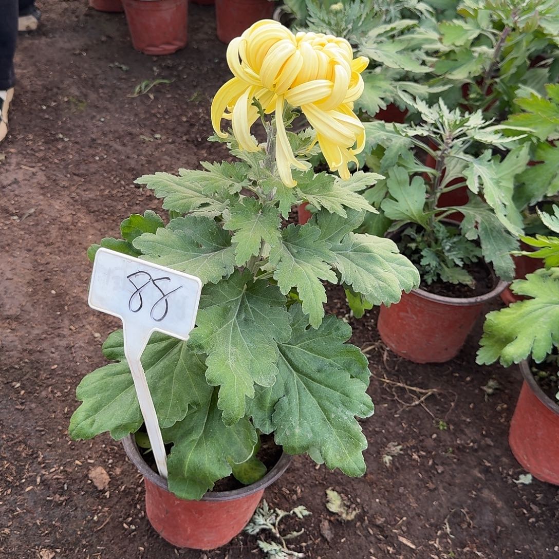 沐***欣大部分花苞少量开放88无名黄