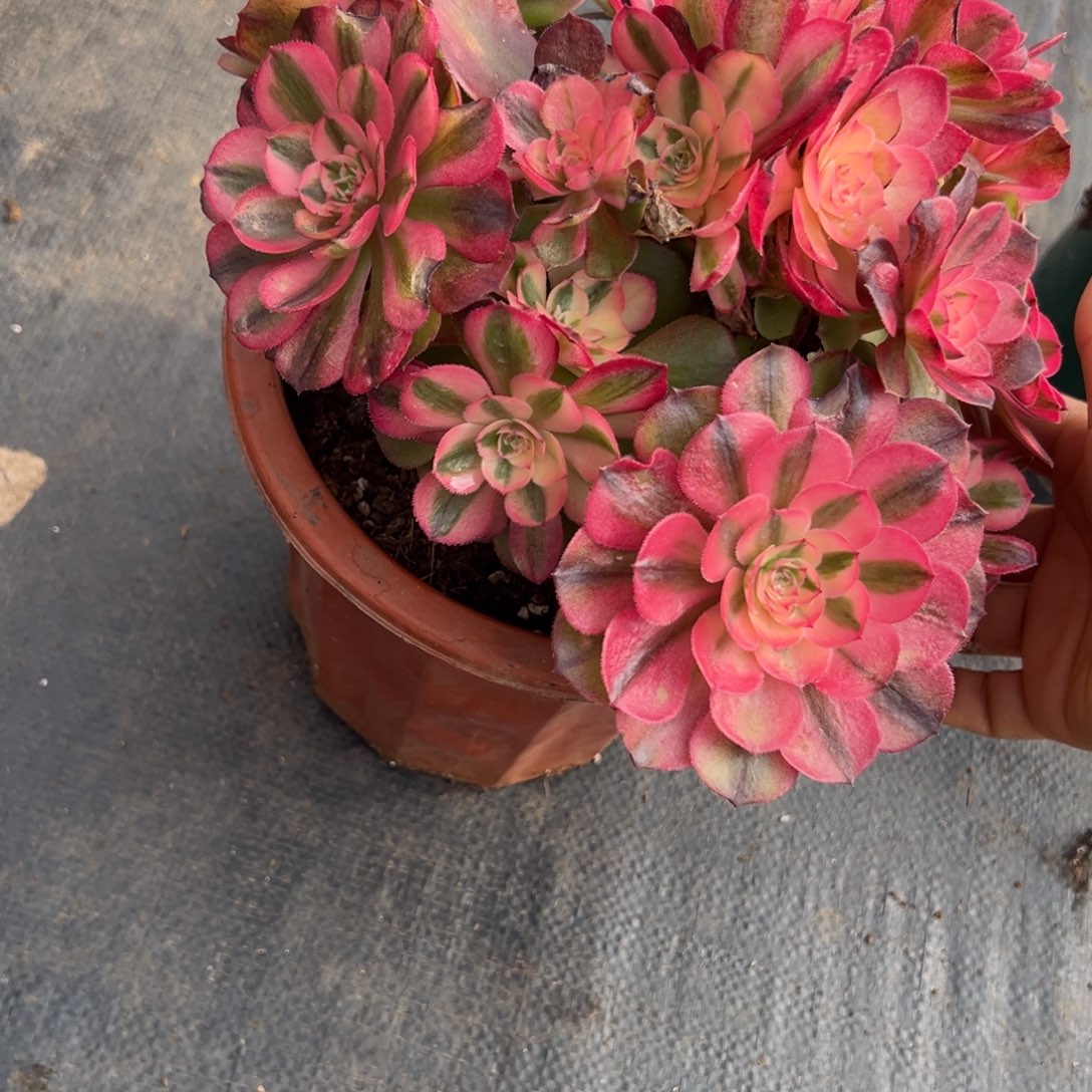 131荔枝多肉多肉多肉多肉