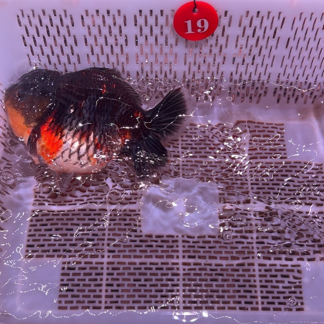 只***！金鱼你好意思的不