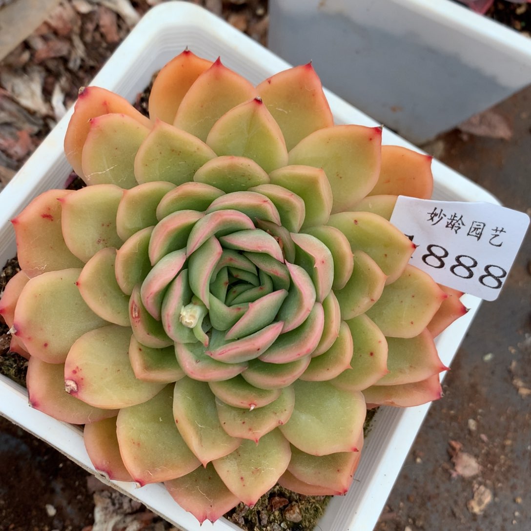 1888杂交精品基地11厘米