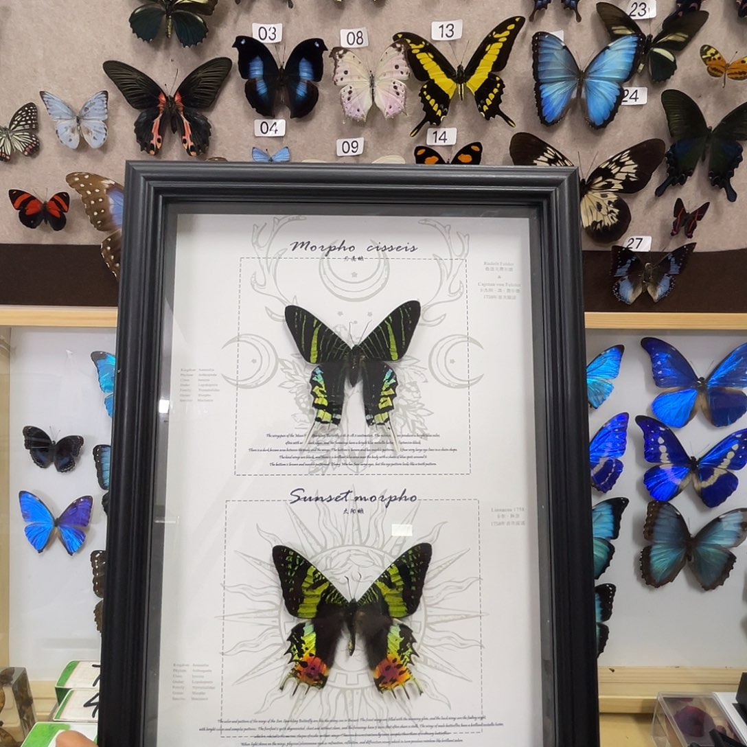 有机玻璃蝴蝶标本