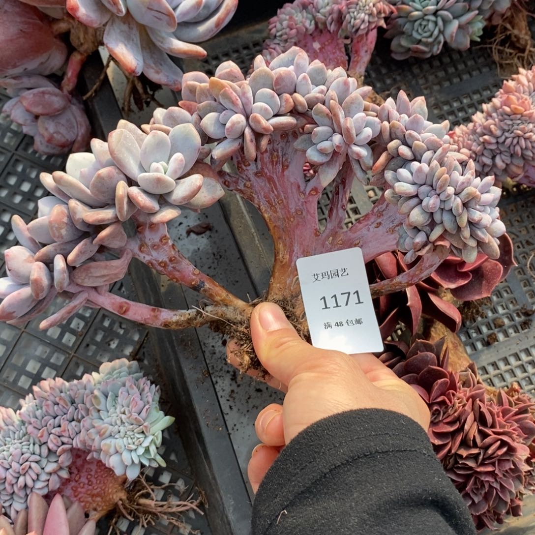 喜兔缀化多肉多肉1171