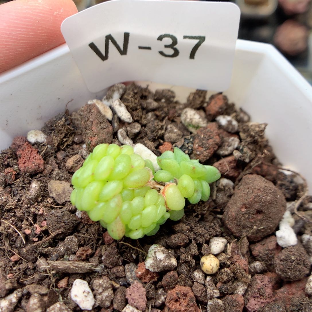 W37绿水鬼，20包邮两天凑单偏远不发货