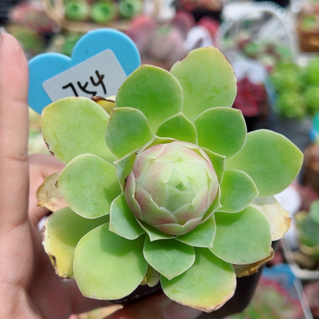 754金帕帕单棵。    