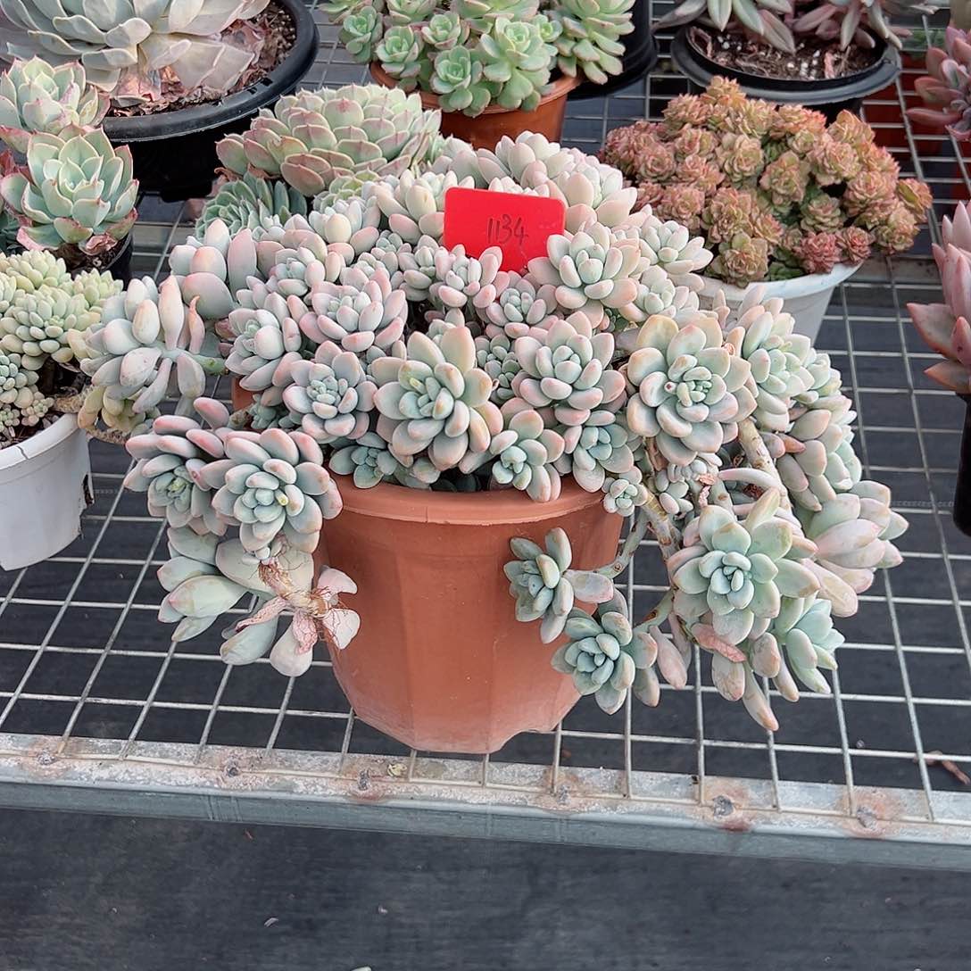 吉**?1134洛神多肉植物