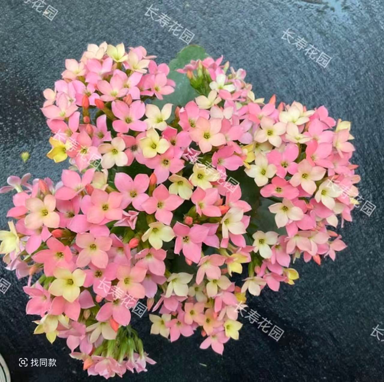 《七彩糖条》130盆单瓣长寿花