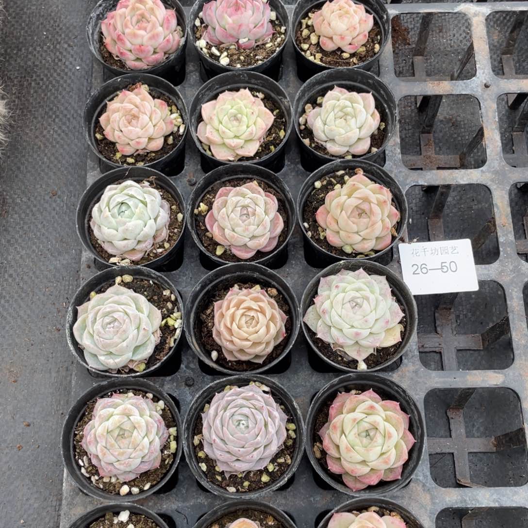 一物一拍18棵26-50