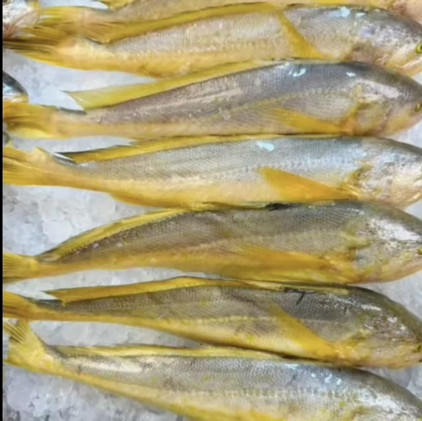 大黄鱼 7两一条 液氮锁鲜发货顺丰包邮