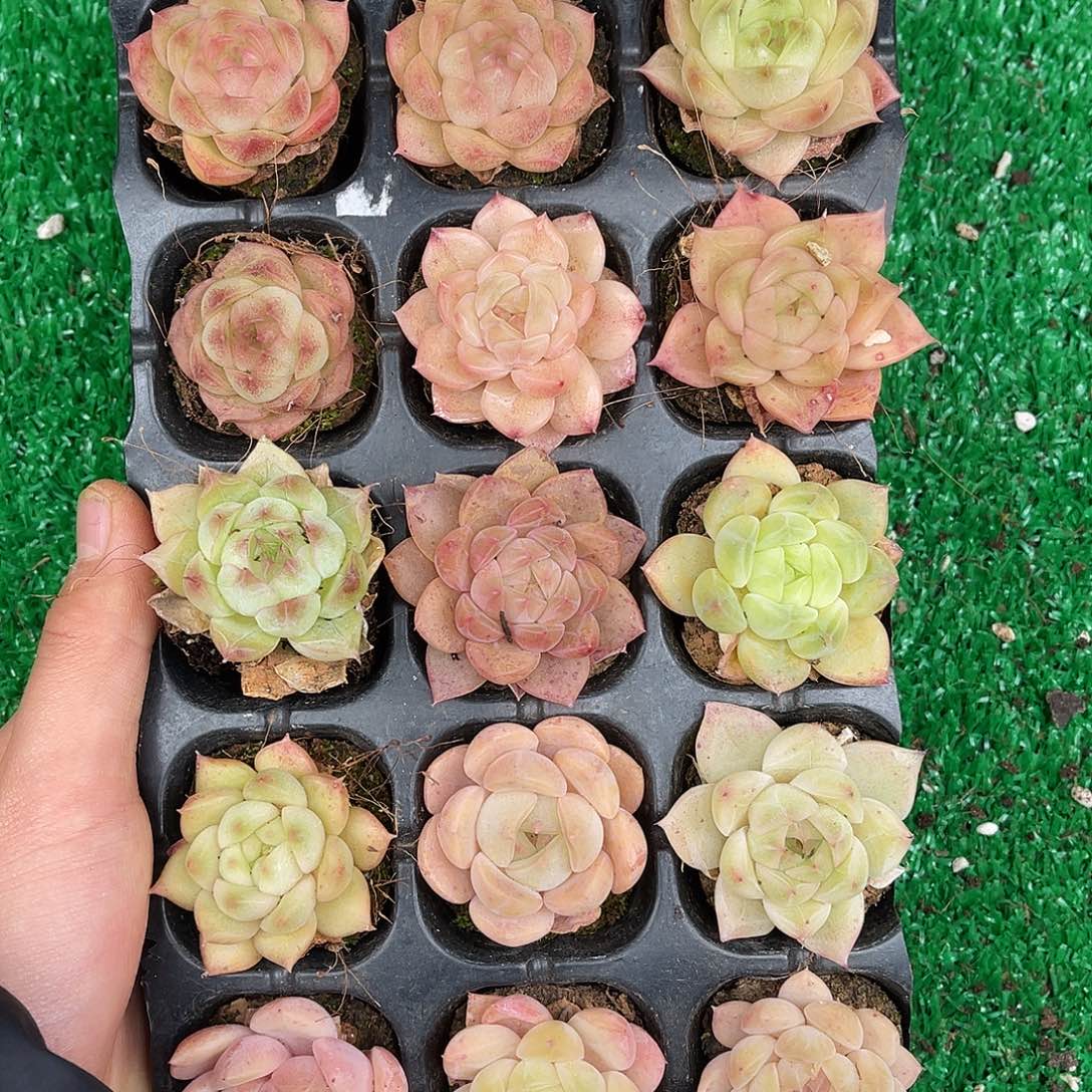 多肉一物一拍23-137