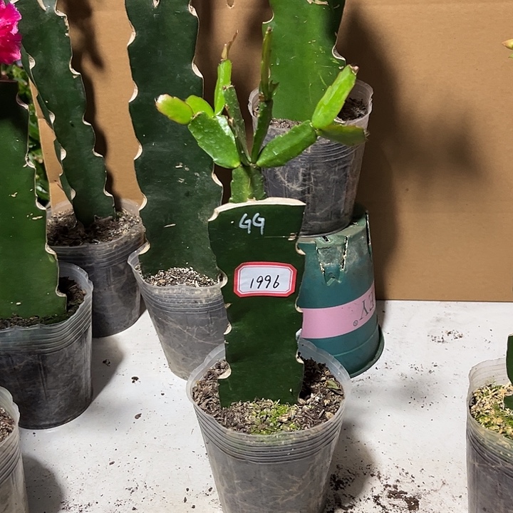 小***儿当前无花朵，栽培后可花朵gg