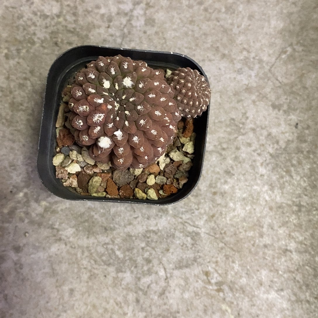 叁***叁一物一拍二棵仙人球