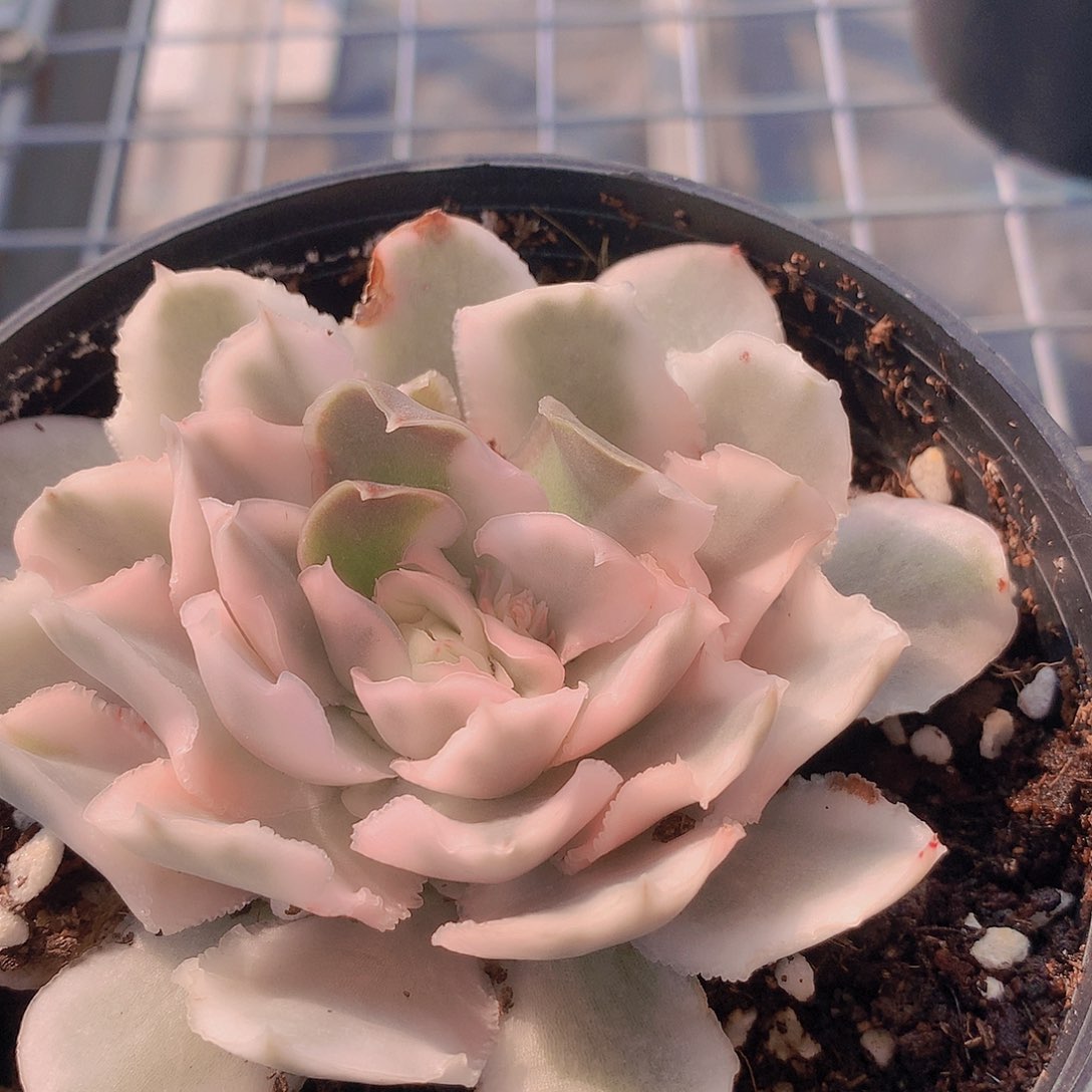 蝴蝶锦334677899992344