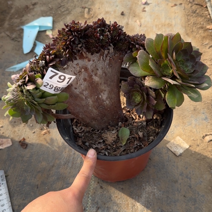 万缀……多肉植物……