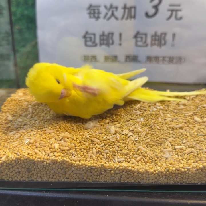 虎皮鹦鹉大头虎皮鹦鹉