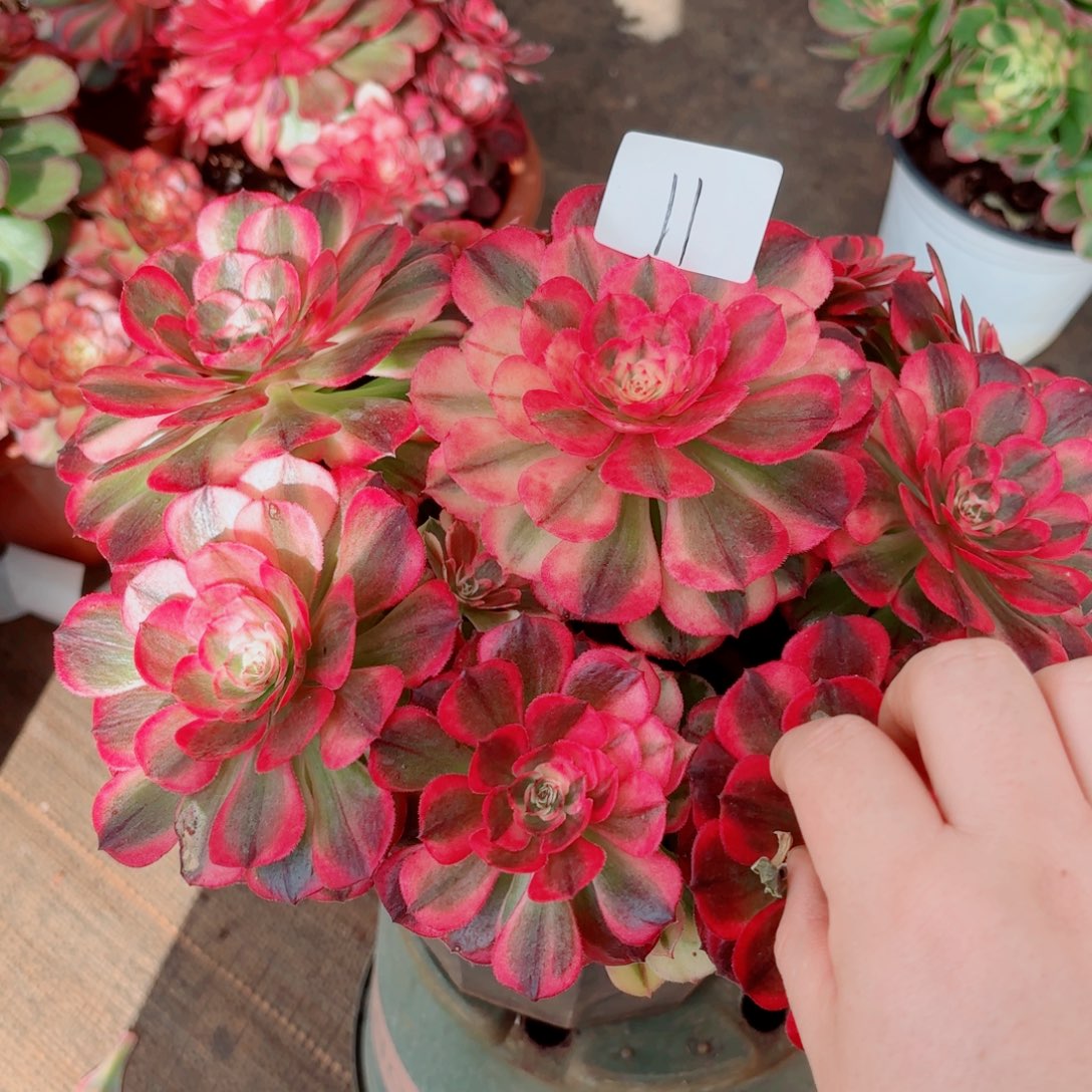 一物一拍多肉法师11