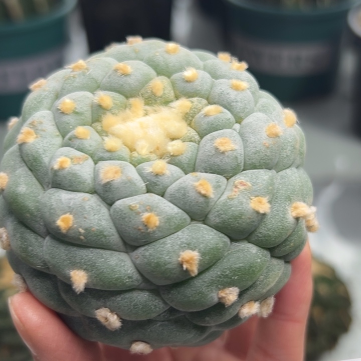 358 可帮发根可发货