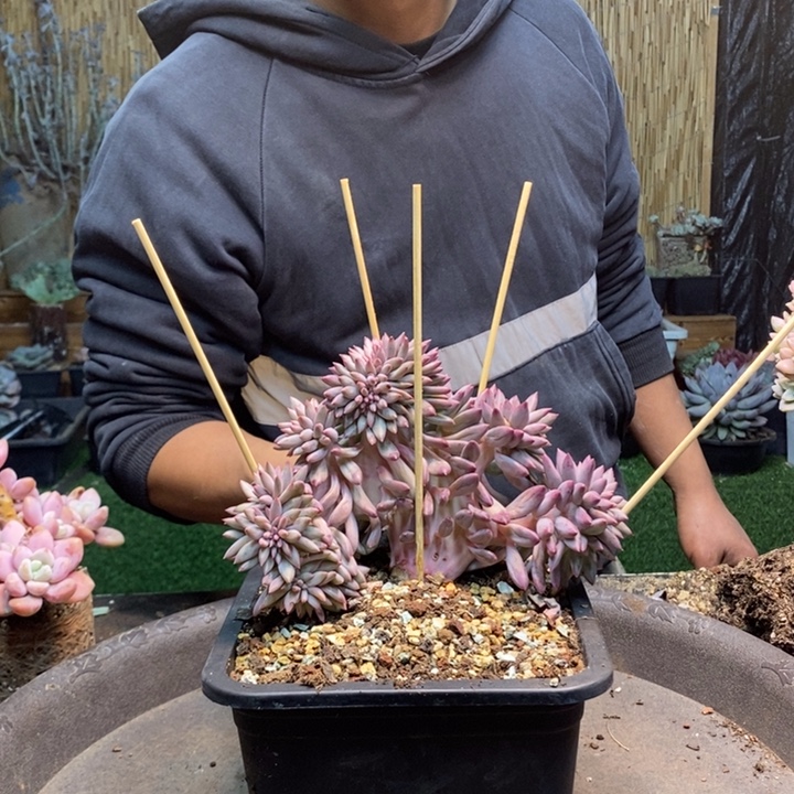 低***念37号虞美人多肉植物
