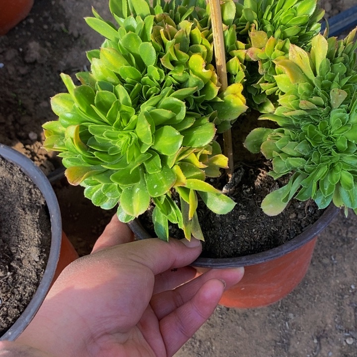 翡翠琉璃多肉1颗多肉