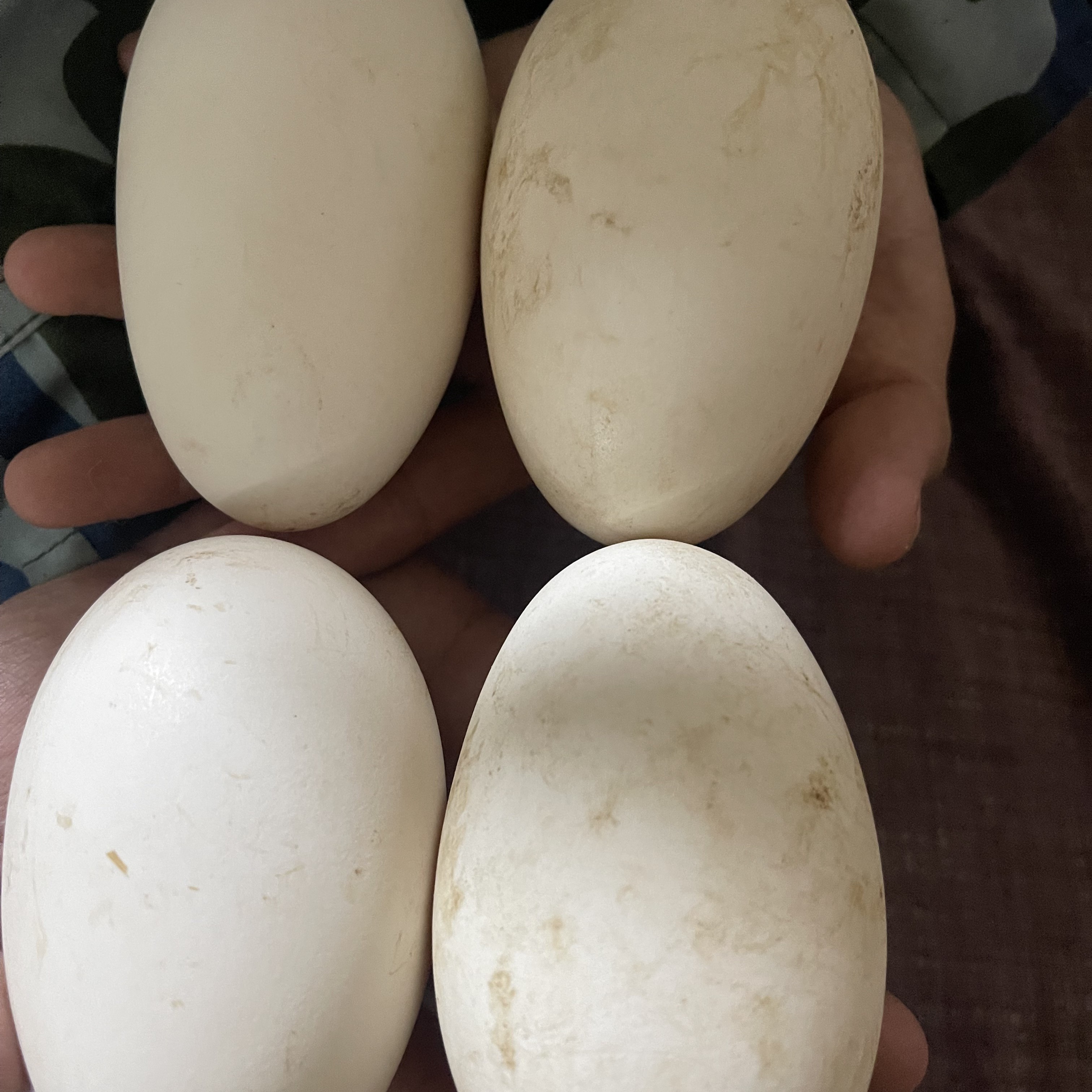 【假一赔十】土鹅蛋 双黄 鹅蛋保真保鲜 破损包赔四两二到五两四