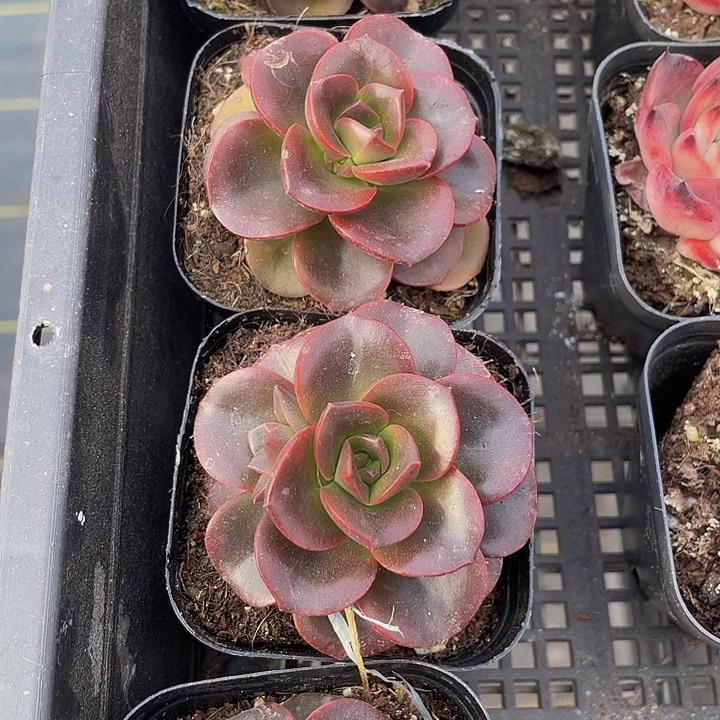 巧克力带盆土发货