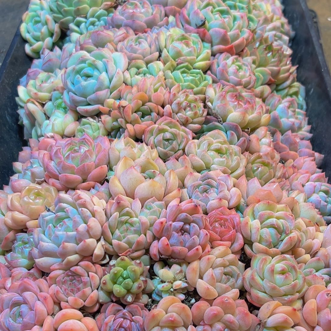 512多肉葡萄的味道是真的很好吃