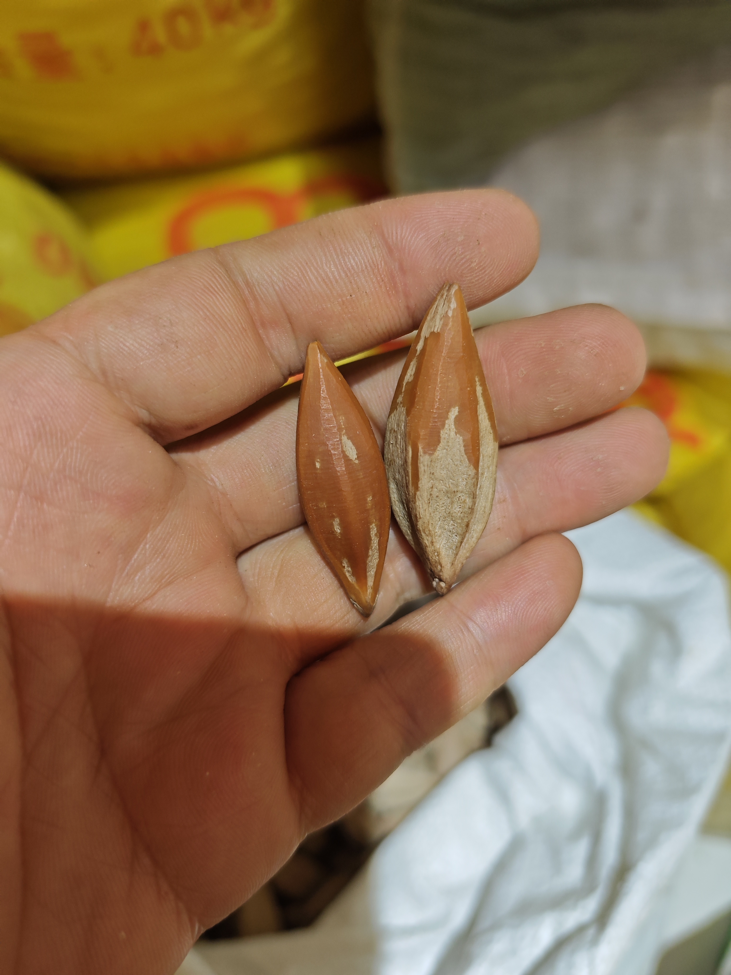 老挝直心核，500克重，饱满圆润颜色红润油性好的长籽柳叶核