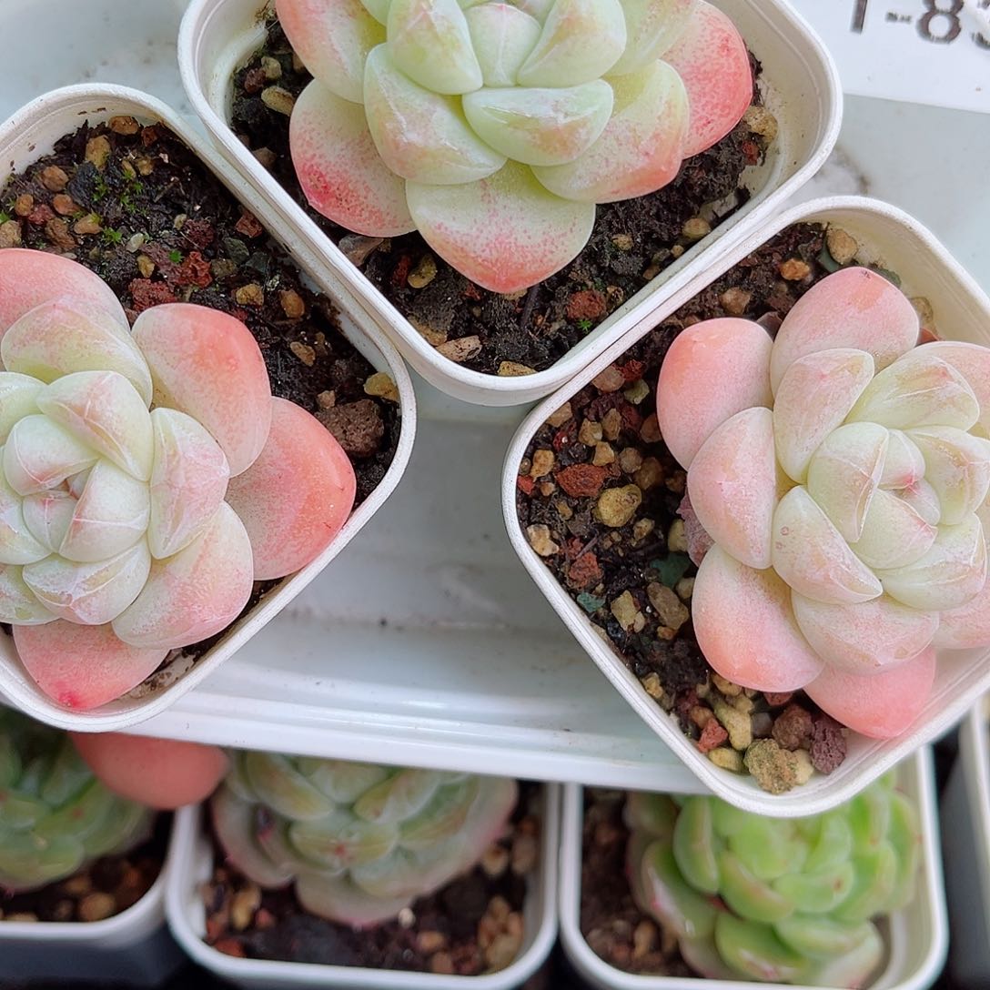 1-839 新疆西藏内蒙不发零度以下拍保温箱不拍不包损