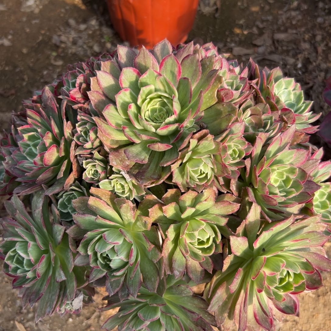 多肉植物莲花座老庄