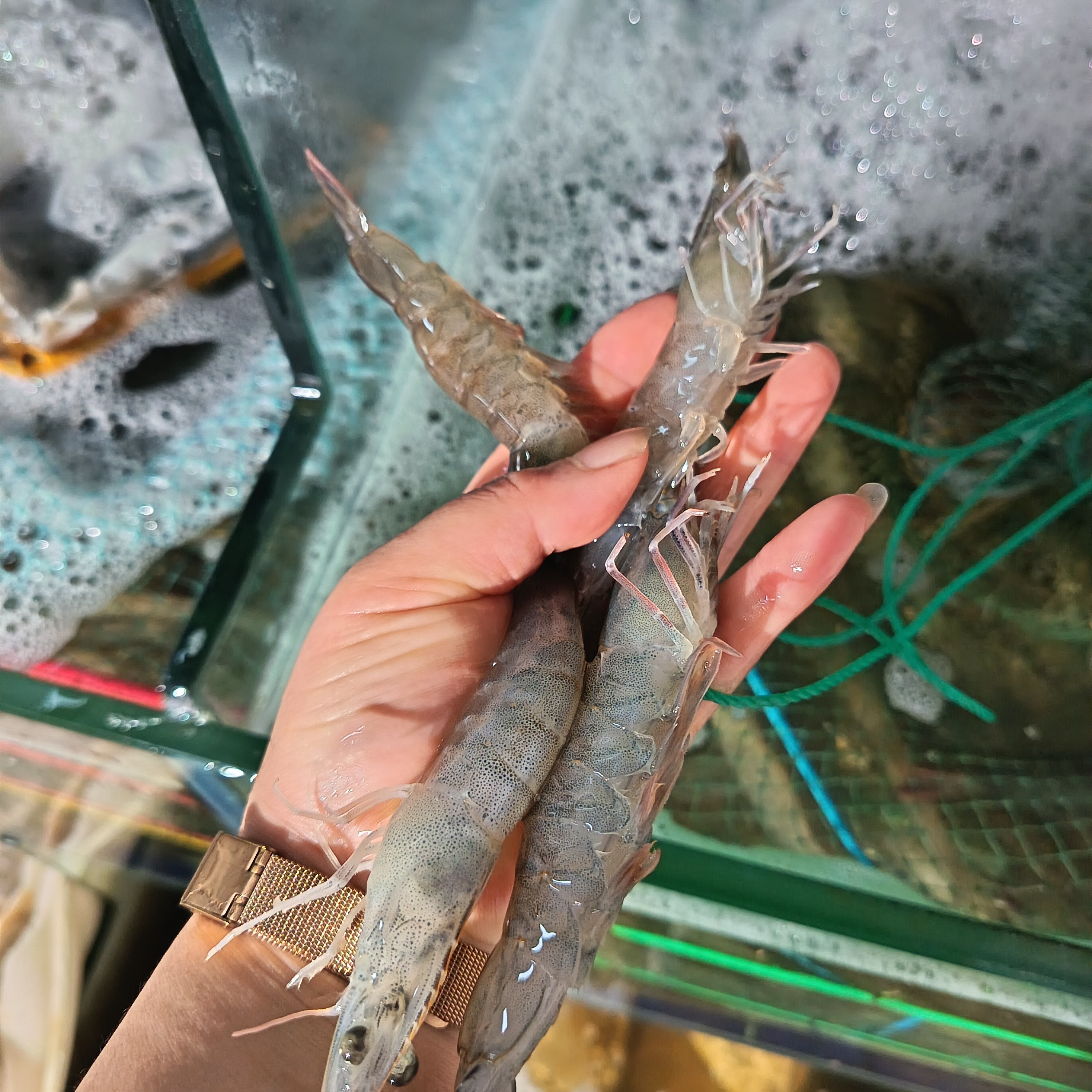 [兴义水产]鲜活基围虾（大虾）1斤/2斤/3斤/4斤