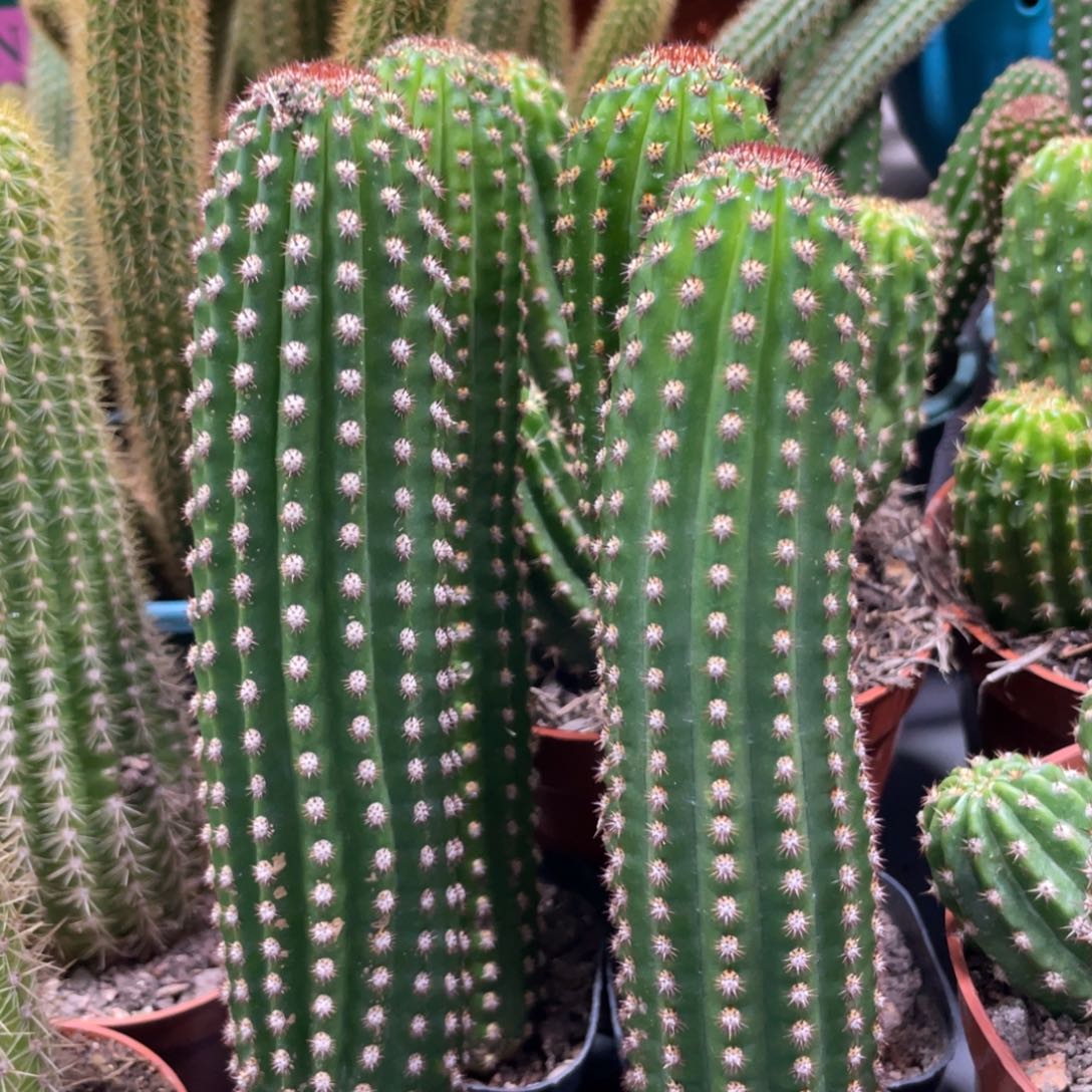 进口金妞金1自根保15公分