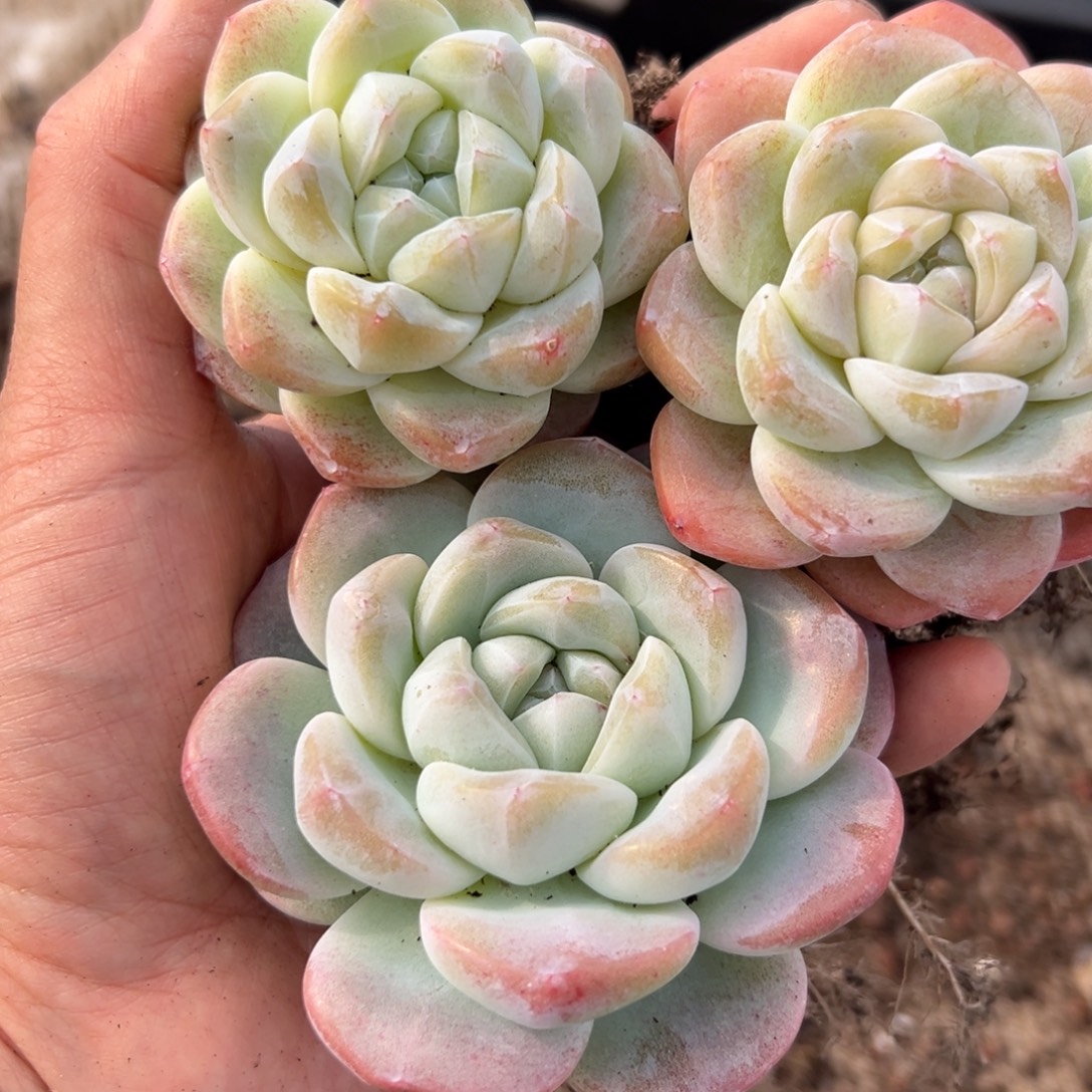 冰玉3棵福利特惠特惠
