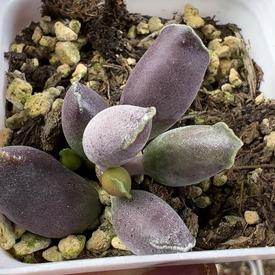 艺伎海豹多肉植物水泡